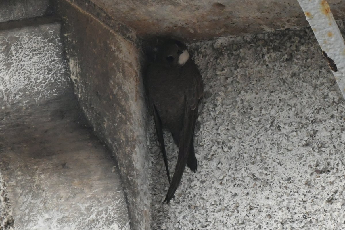 Lovely views of two Alpine Swift living the roost from Dungarvan Parish Church, Co.Waterford, this morning, thanks very much to @frnsoconnell for spotting them yesterday evening @IanStev21081570 @LGeraty9 @Eanin1 @dublinjohnski  @JamesyMurphy @watbirds  @IRSBG1 @BirdGuides