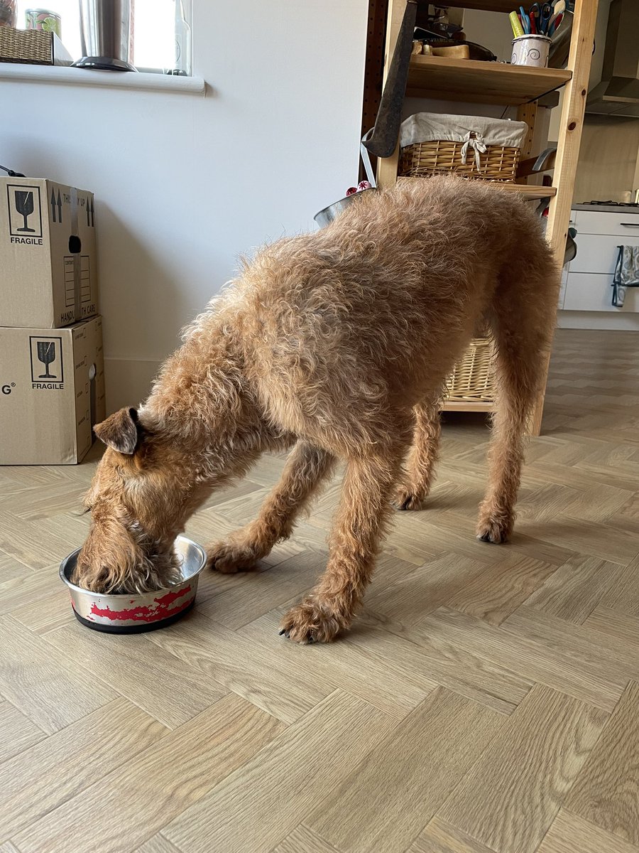 OlaKwiecien3's tweet photo. Me: Pebble, here comes Sunday breakfast a’la @AiredaleFrodo! #geodog Pebble: stop making pictures and let me have it, ok? #dogsoftwitter #ITCrew☘️YUMMY! https://t.co/QIGzrm6ncv