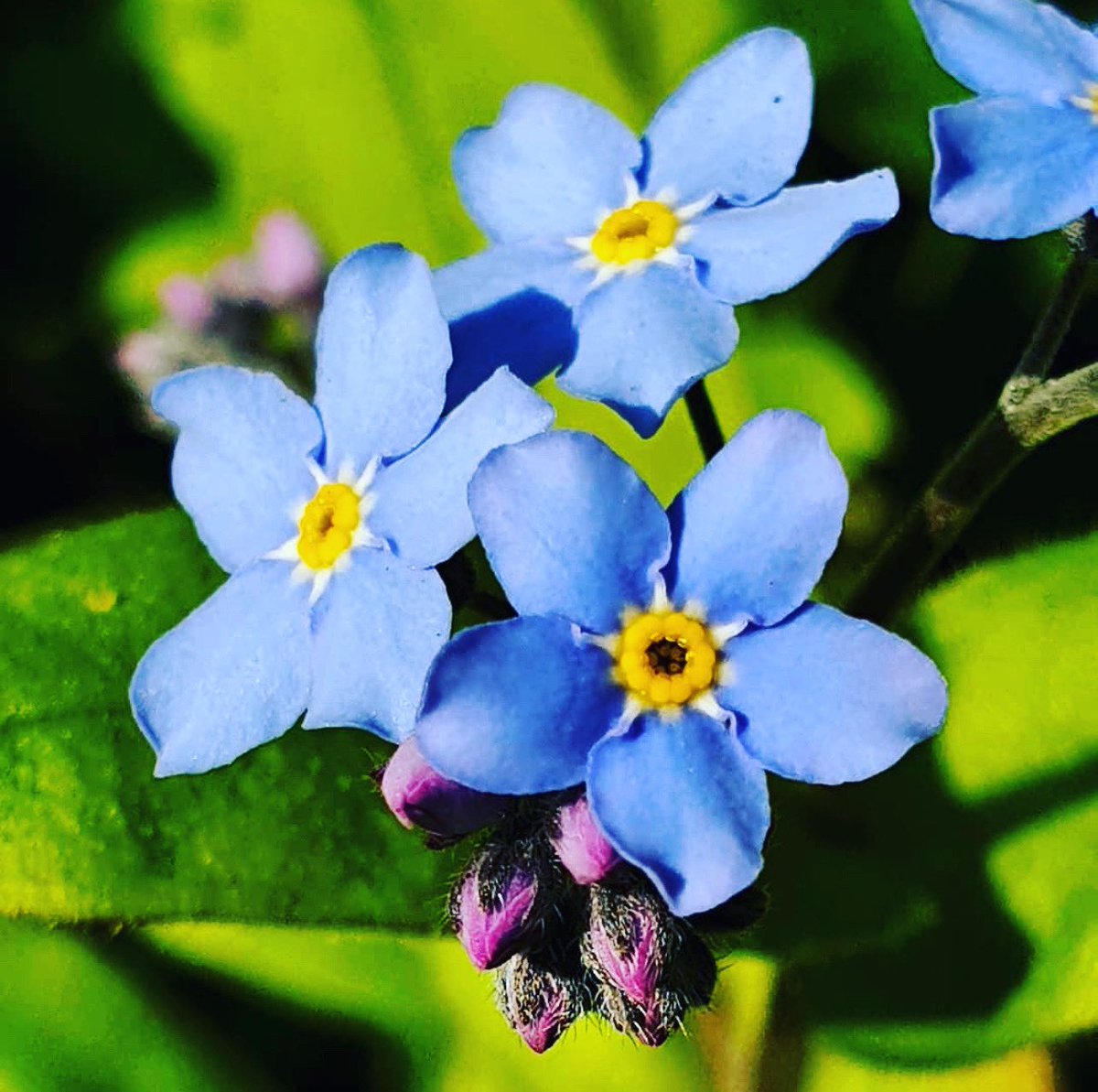 Happy Mothers Day to all you Mums and thinking of the ones that are no longer with us. This was my Mums favourite flower - Forget-Me-Not or Myosotis. She loved gardening and inspired me with her love of nature. Miss you ❤️
#MothersDay #forgetmenot