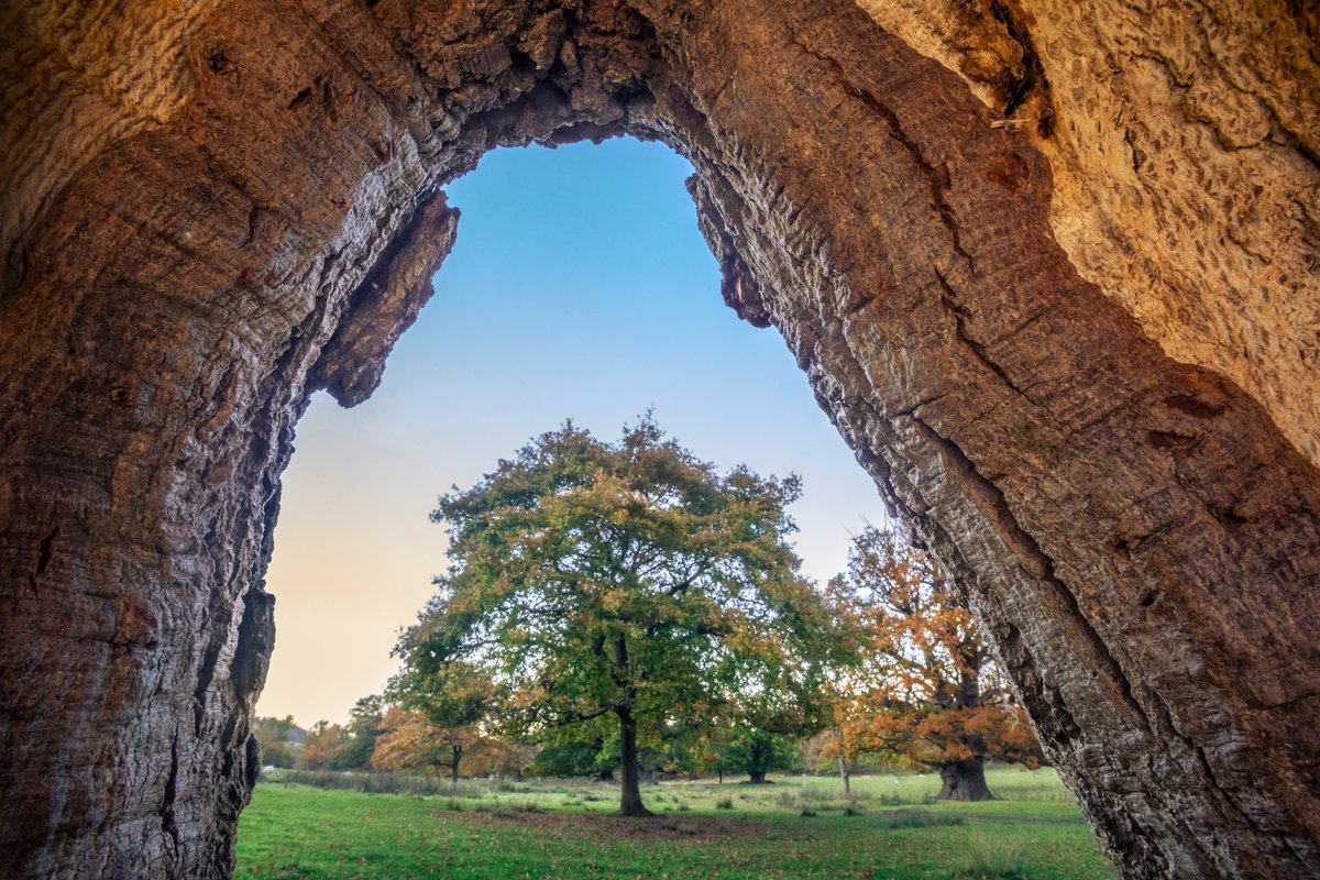 Buzz_dont_tweet's tweet photo. Hands up if you've been watching @BBCOne's new series "Wild Isles"?
🙌
If not, then this week is a great week to start, when the focus is #AncientWoodlands!
🌳
The perfect accompaniment & way to begin #TreesAreTheKey week celebrations...
https://t.co/axbDt0acIN
🧵/1 #WildIsles https://t.co/tsvPmvdXcD