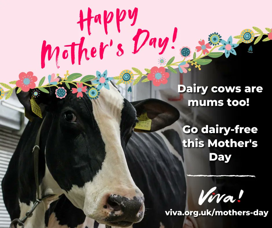 vivacampaigns's tweet photo. Go vegan for her this #MothersDay 🐮 💚

Millions of calves are holed up in isolation hutches and millions of mothers will be pining desperately after them. All so humans can steal the mother's milk.

➡️ Go dairy-free today: https://t.co/BqD3BUaRh4 

#GoVegan #ScaryDairy https://t.co/2Y0x8kHhZS