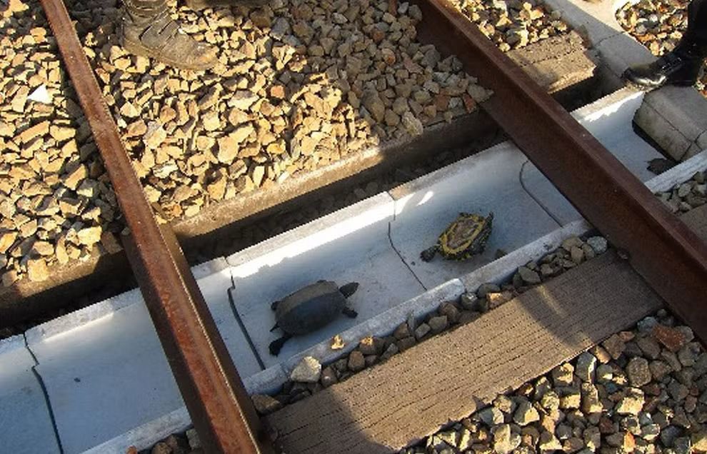 gokcebugra's tweet photo. Bu ne derseniz, Japonya’da demiryolu şirketinin raylarda açtığı kaplumbağa tünelleri. Kaplumbağaların rahatça zarar görmeden yürümesi için tasarlandı.

İnsanı ve tüm canlıları korumak için düşünen ve çalışan bir anlayış. Bizim de ihtiyacımız bu… https://t.co/2v58ZeuUhv