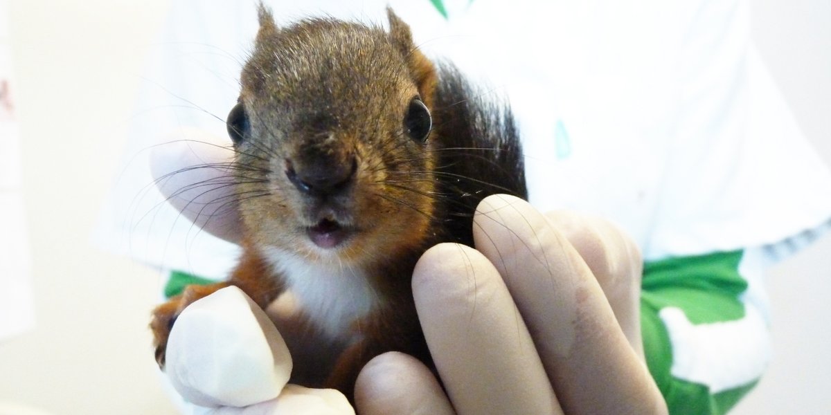 Né après la catastrophe du Prestige, le centre LPO d'Audenge soigne la faune sauvage depuis 20 ans 🕊🦉🦇
Il a fêté son anniversaire hier 🎂
<a href="/LPOAk/">LPO Aquitaine</a> <a href="/LPOFrance/">LPO France</a>
➡ bit.ly/3LAU13g