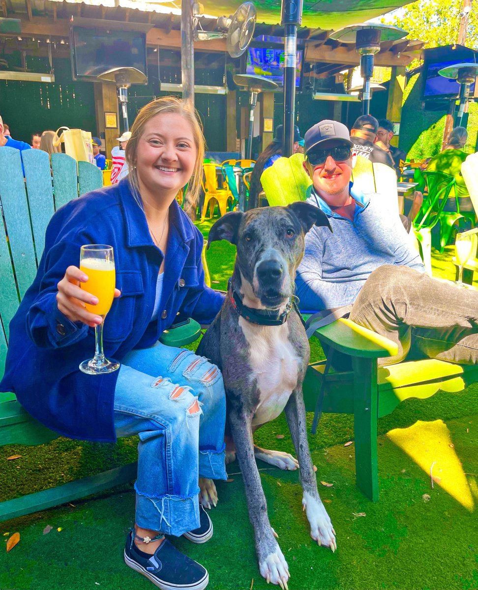 It's a GREAT day for a Great Dane Social 🤪☀️ Come on out and   join us for a doggy pool party that's sure to make a splash! 💦 All dogs welcome, chew toys and treats provided! 🦴 The Great Dane Pawty starts at 2 pm! 🐾 #dogsoflittlewoodrows #dogsofhouston