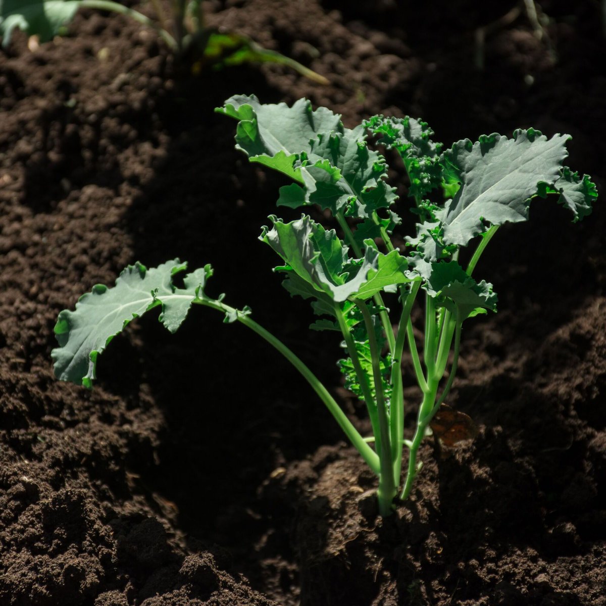 fishnure's tweet image. Add compost tea to your soil or use it as a foliar spray to promote healthy soil biology and plant growth. #CompostTea #HealthySoilBiology