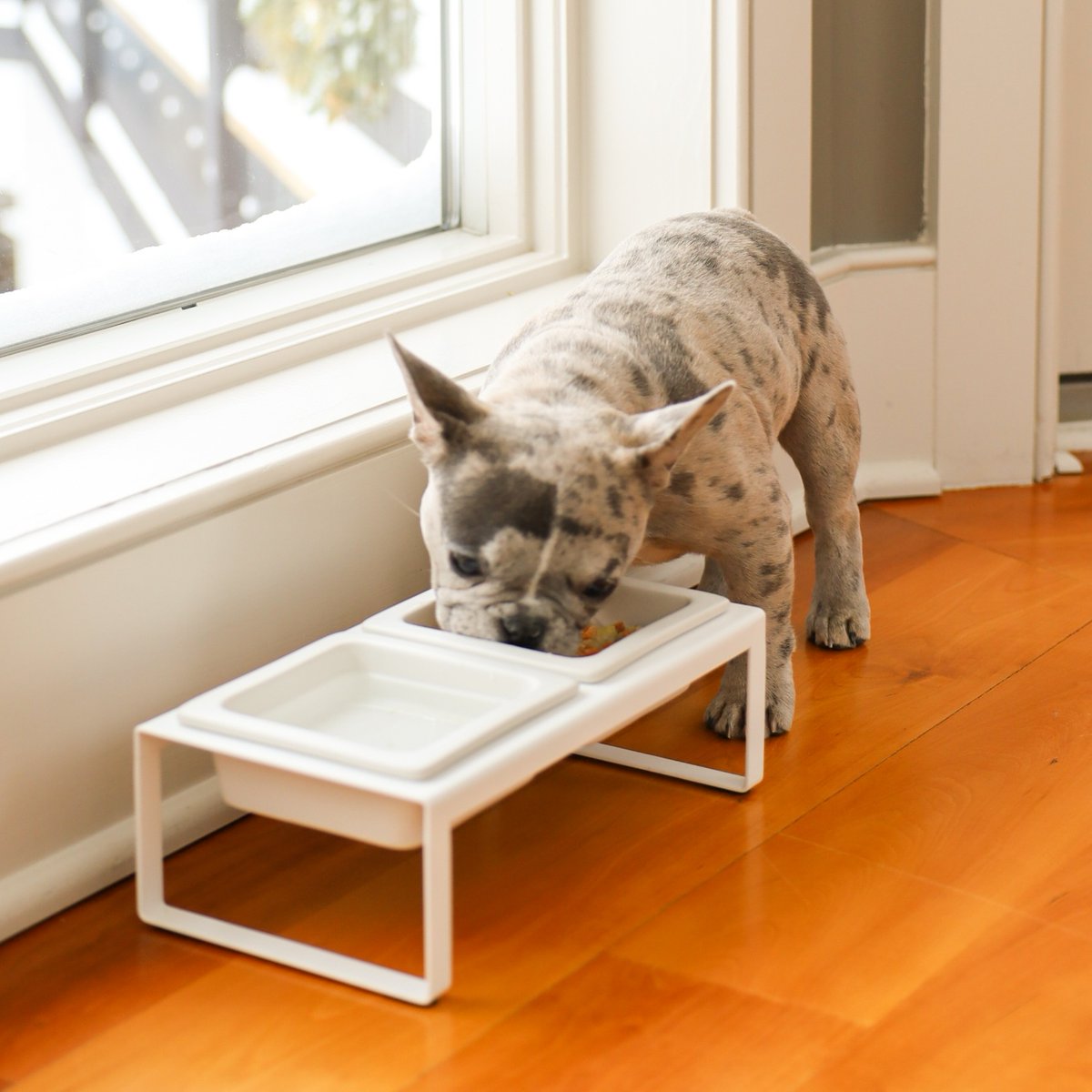 yamazakihome's tweet photo. A ceramic solution for your gourmet pups and other furry friends. 🐶💛

Photo by: @Buddha_the_Frenchiee
TOWER Pet Food Bowl - Tall

#yamazakihome #petstorage #storagesolutions #organizedliving #minimalist #tidyhome #homedecor #homegoods #home https://t.co/xmQtla7RCw