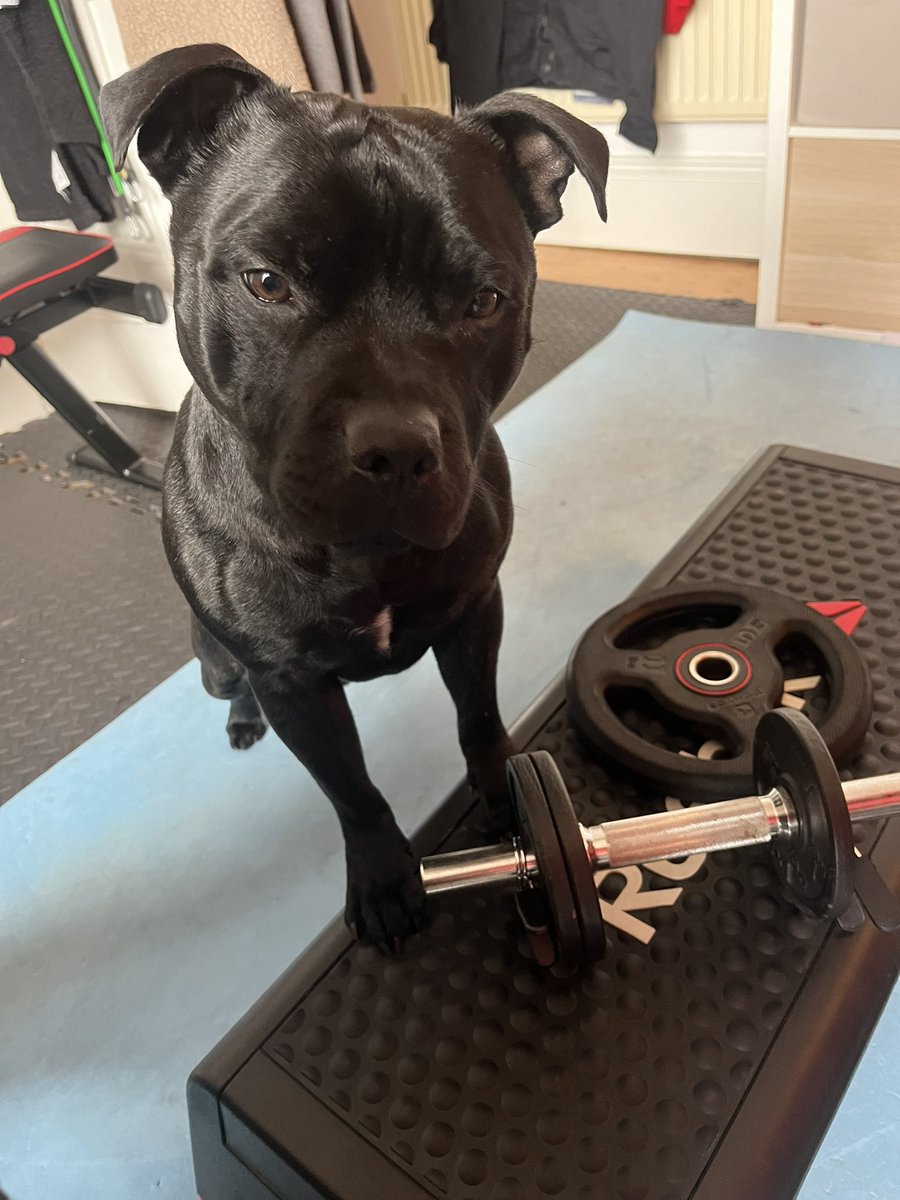 Had a very cute spotter in the gym this morning! 😁 <a href="/HerculesWorld/">Hercules, The world's coolest staffy</a> #DogsofTwittter #staffysunday
