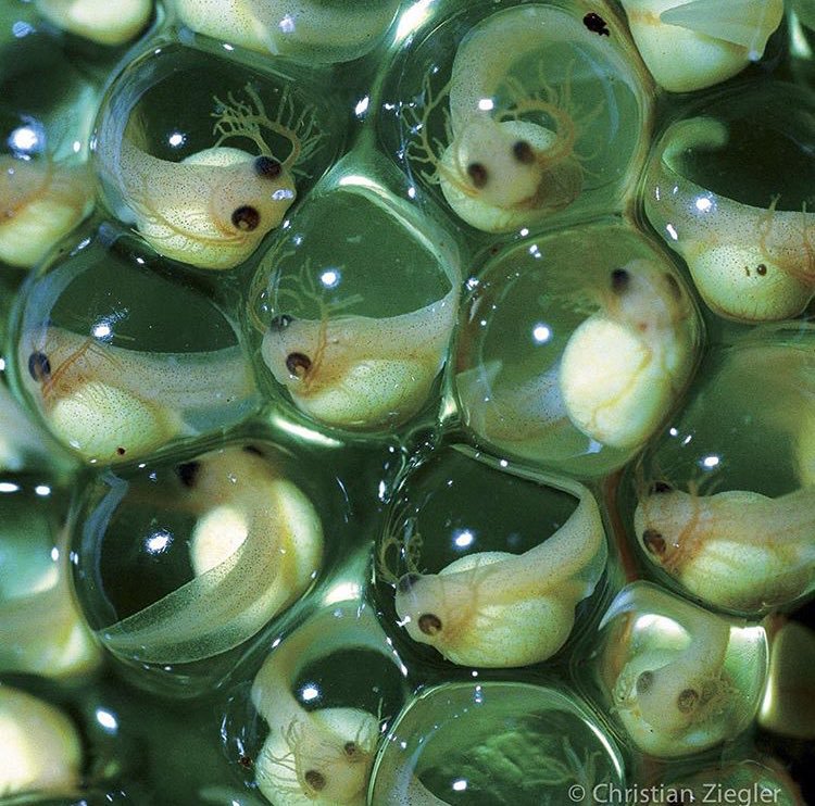 Four-day-old red-eyed tree frog embryos sit outside the water, glued to vegetation. (Photo Christian Ziegler)