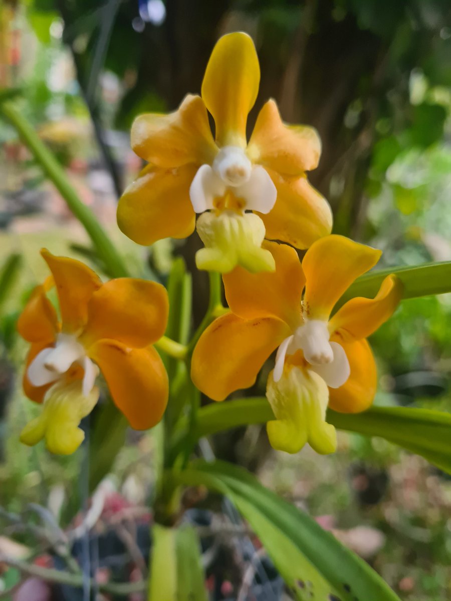 Lucy Sasongko (@lucydns) on Twitter photo 