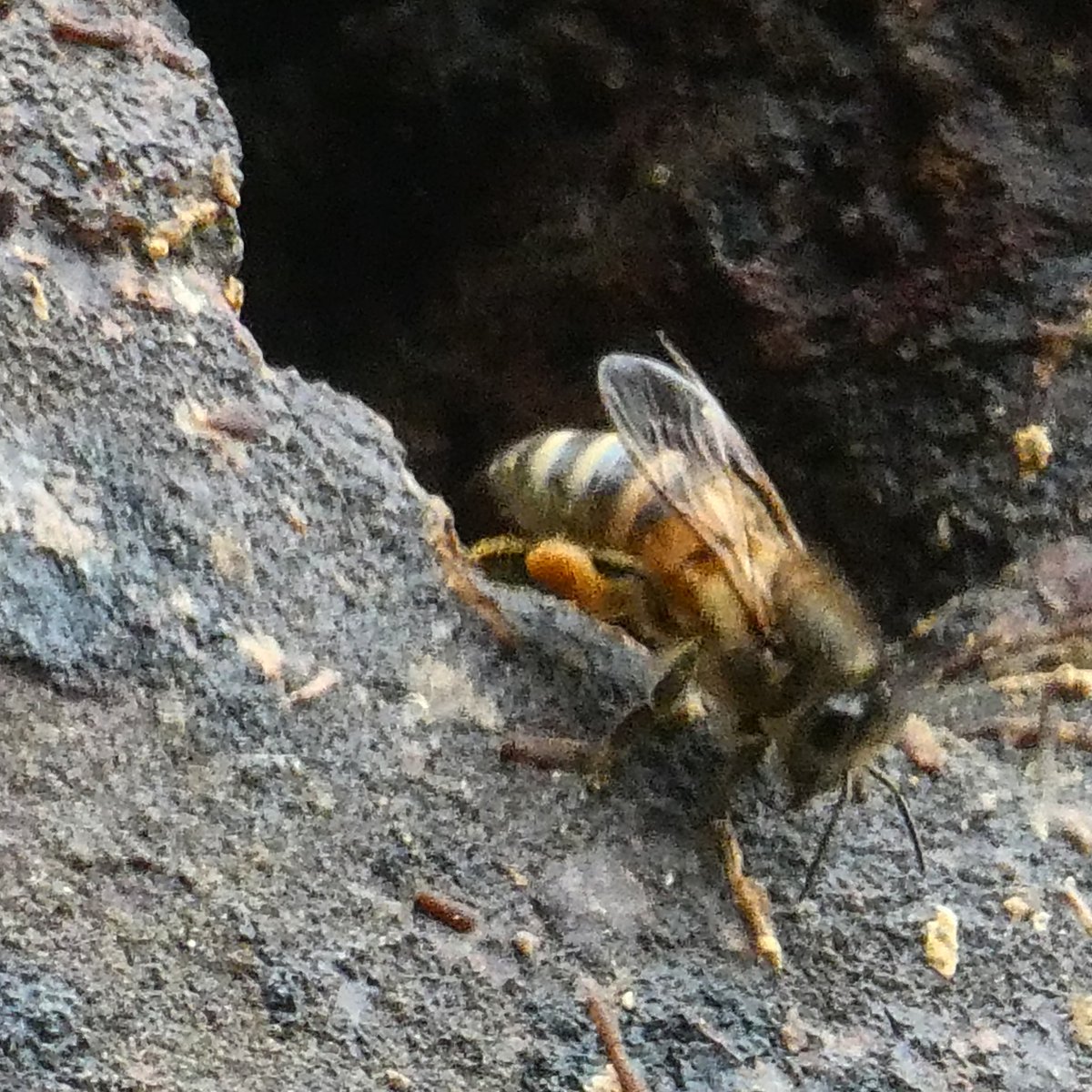 Geology_Tim's tweet photo. Today I did some very amateur wildlife photography today and saw some very busy Masonry bees.  #UKbees https://t.co/YLw0VDbHdr