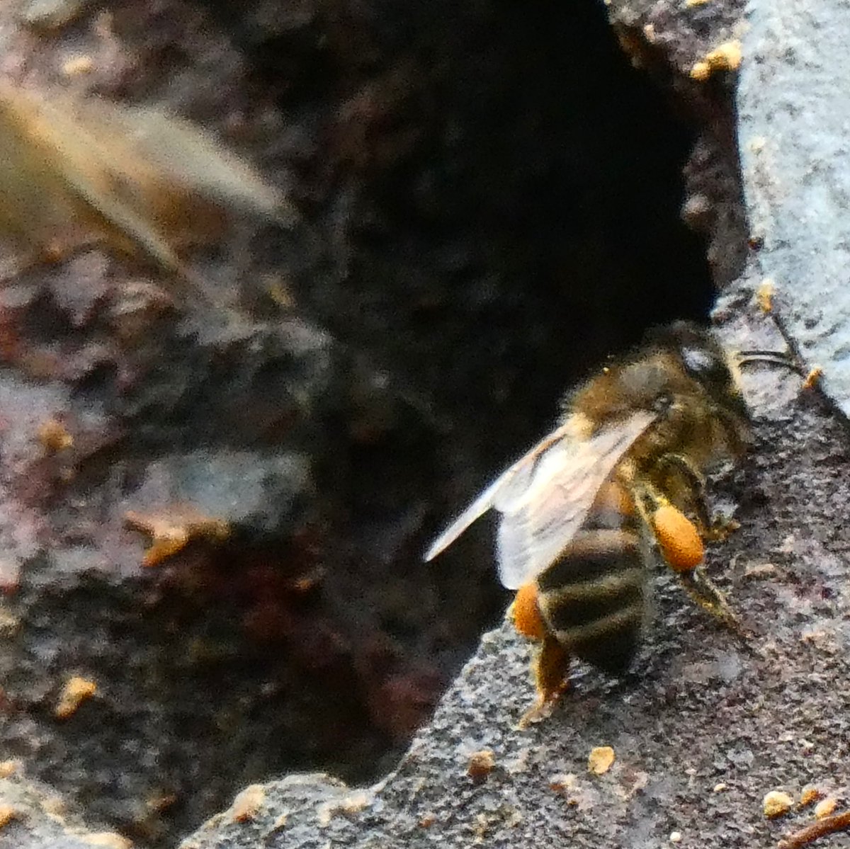 Geology_Tim's tweet photo. Today I did some very amateur wildlife photography today and saw some very busy Masonry bees.  #UKbees https://t.co/YLw0VDbHdr