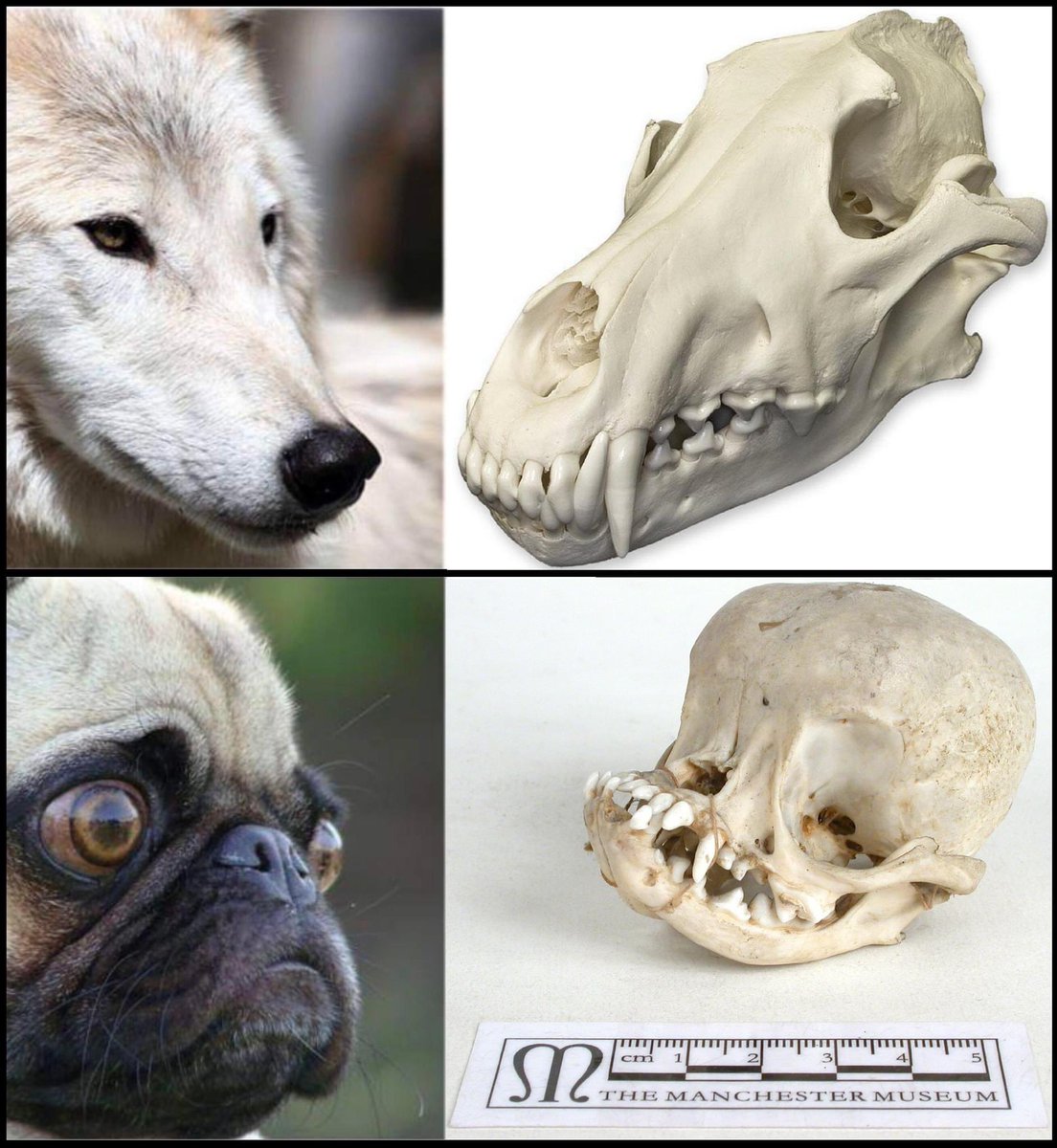 Enséñame de Ciencia tweet media