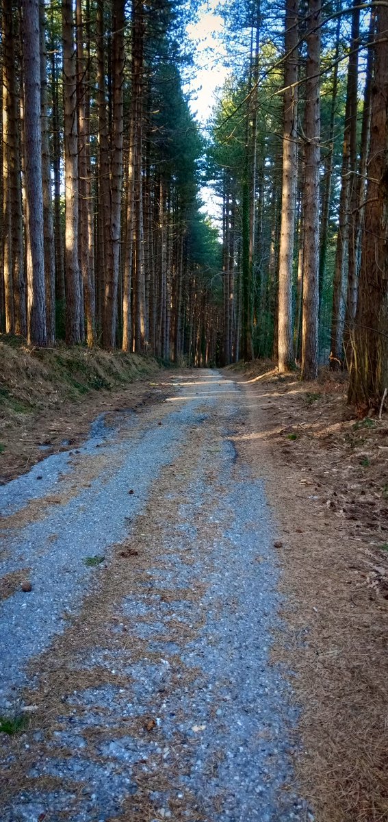 ale_sottile's tweet photo. Passaggio al bosco, con la radiolina sintonizzata su #tuttoilcalciominutoperminuto e la compagnia meravigliosa della natura che pian piano si risveglia. @Radio1Rai #domenicasport #radiounosport @SerieA https://t.co/HcsnWL34wr