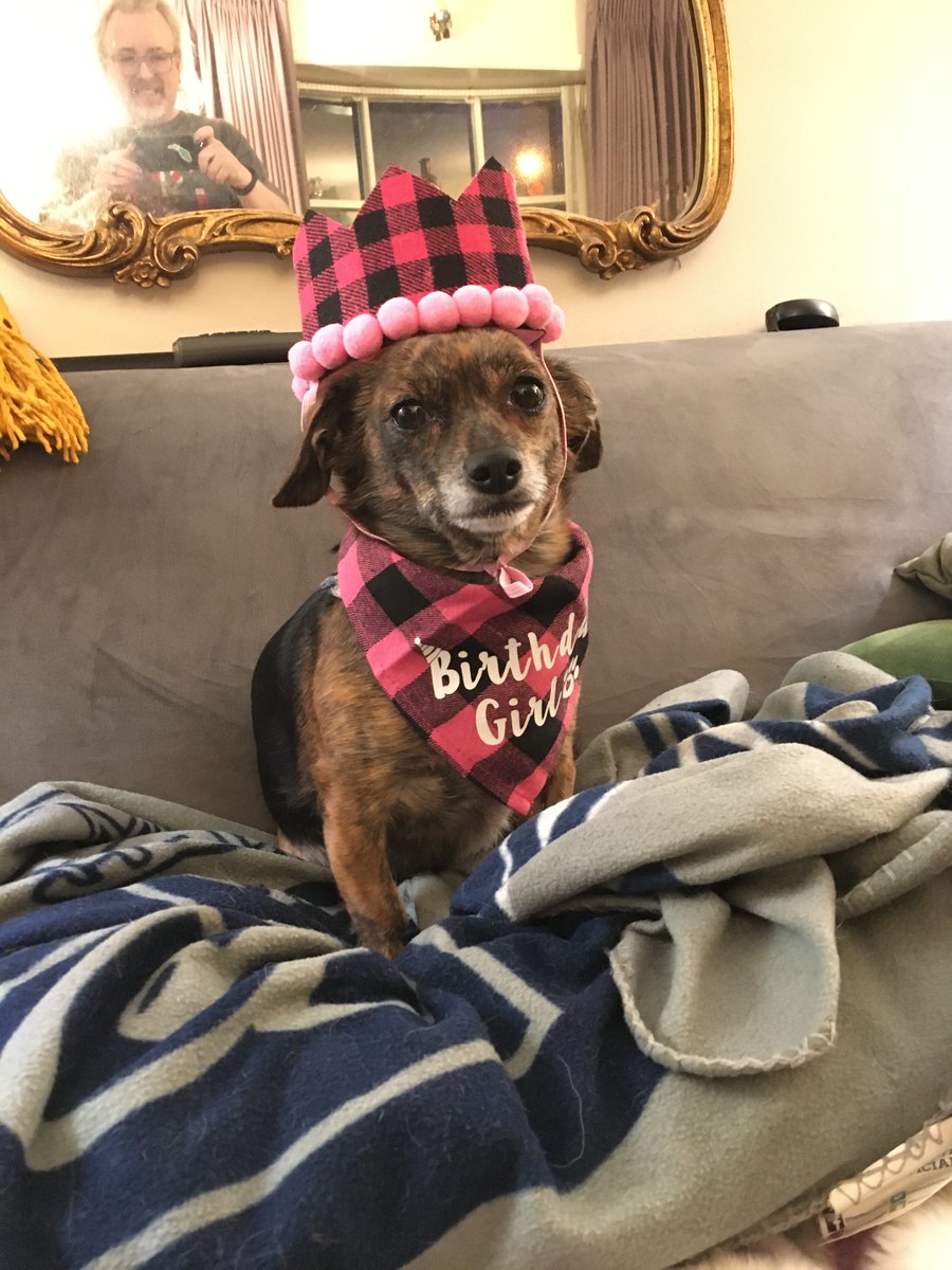Missy_Potatoes's tweet photo. Palz, guess what happened!  Me had a birthday!  Iz now 4 years old.  It waz a great day from xtra morning snuggles to a apple peanut butter cake just for ME! (mom only let me eat 1/2 each time.  Humpf) Here's a look: 🐾🐾🥰🥰 https://t.co/BBLpH0NS5X