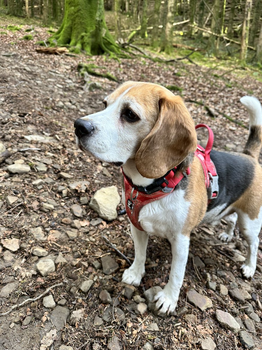 Milford486's tweet photo. @Rhodri152 We are out on his walkies and we’ve just stopped for a pint! Was good to see you albeit briefly mate. https://t.co/hcjH1neYU4