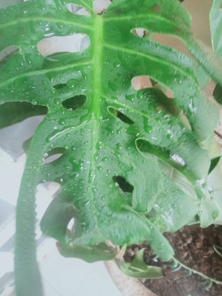 HouseOfNashKe's tweet photo. Spray your #indoorplants with water to remove accumulated dust 
(Bad camera though ) 😃 https://t.co/6YGzaLbCOQ