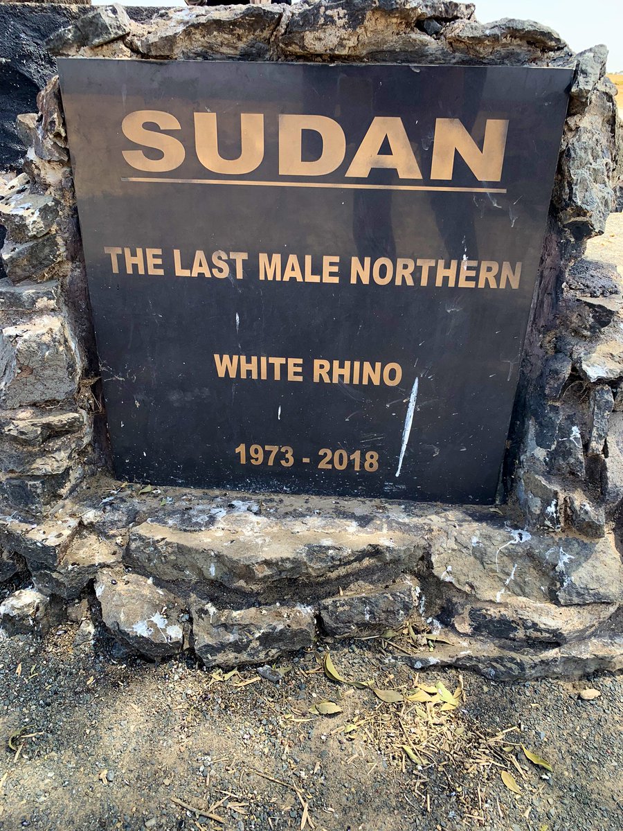 #RememberingSudan The last male #NorthernWhiteRhino #Sudan passed away #OnThisDay 5 years ago at Kenya’s #OlPejetaConservancy.