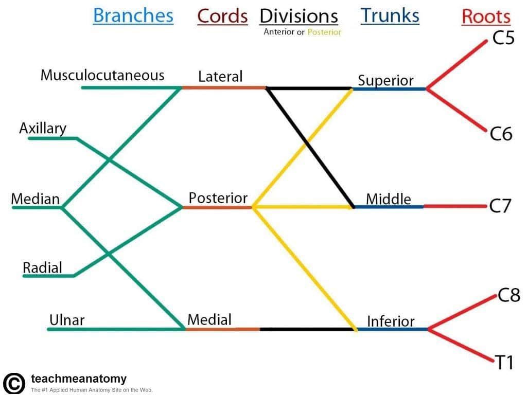 med_712's tweet photo. مقطع يسهل عليك حفظ 
Brachial plexus 

وكم صورة حلوه تعتمدها https://t.co/cw2XfNAusV