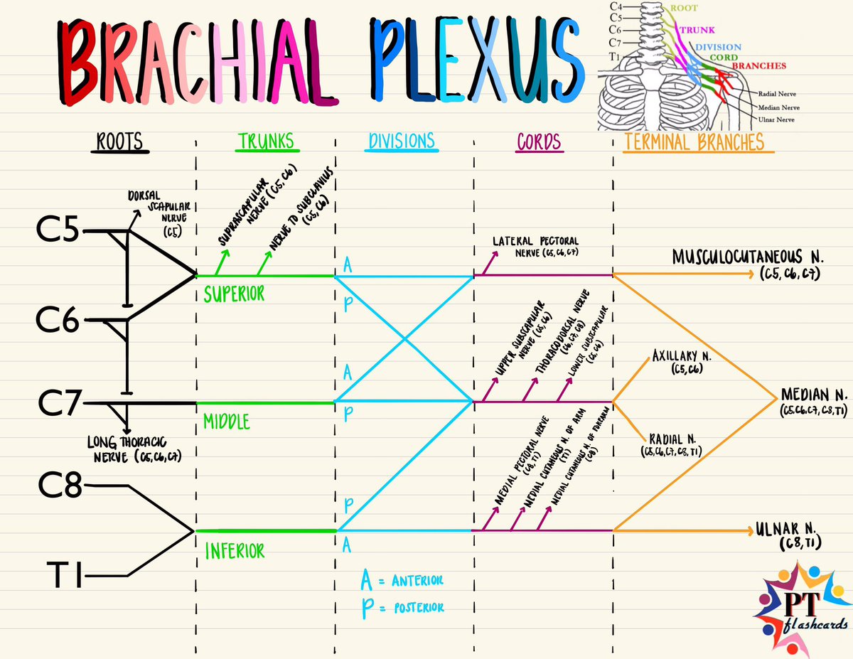 med_712's tweet photo. مقطع يسهل عليك حفظ 
Brachial plexus 

وكم صورة حلوه تعتمدها https://t.co/cw2XfNAusV