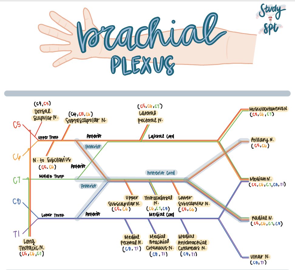 med_712's tweet photo. مقطع يسهل عليك حفظ 
Brachial plexus 

وكم صورة حلوه تعتمدها https://t.co/cw2XfNAusV