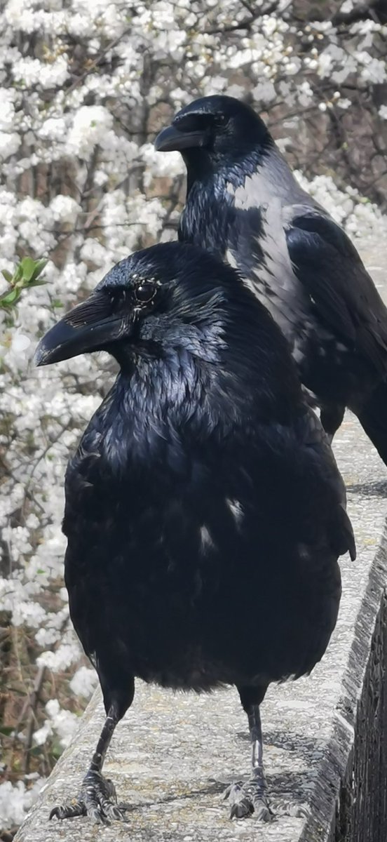 city_crows's tweet photo. #Crow_personalities
#GameOfCrows superstar Old Lady Teufelin with her new partner?
I really don't know yet for sure, but the grey "black panty" guy always shows up with her.
We gonna find out soon, stay tuned... https://t.co/HkaRnzuQUd