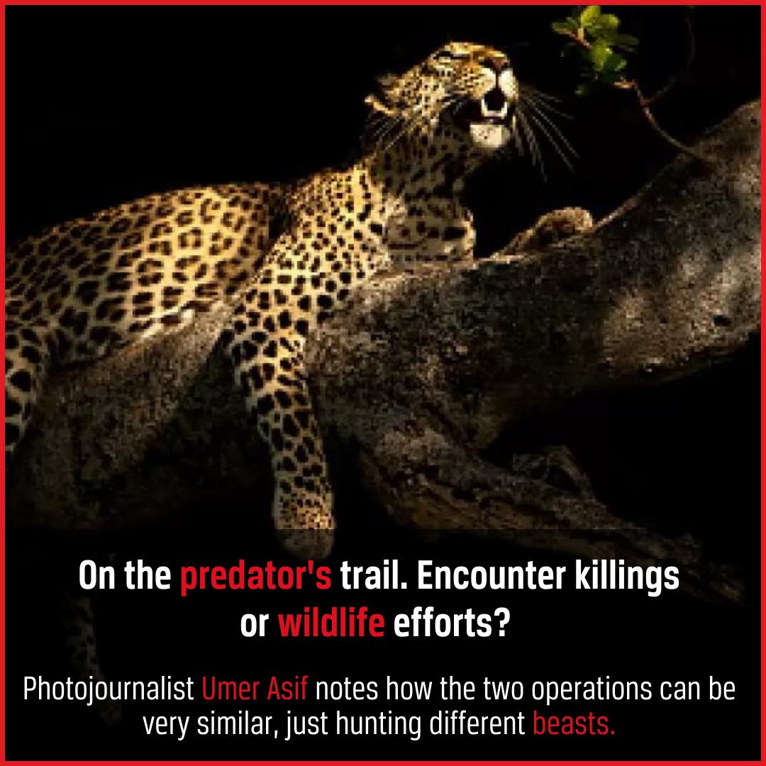 #WeekendReads | <a href="/umeerasif/">Umer Asif</a>  reminisces the episode of tracking a leopard in Srinagar. An experience that triggers the understanding of struggles of coexistence between wild animals and humans.

#Srinagar #Wildlife #WildAnimals #Animals #Threats 

outlookindia.com/national/on-a-…