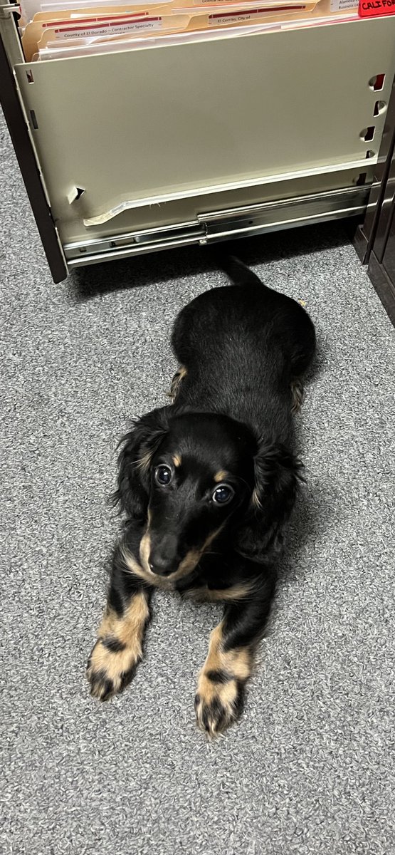 Office Pup! Nice to go back to HQ