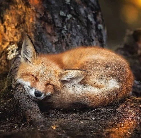 The sleeping #fox catches no poultry.” ~ Benjamin Franklin
#animals