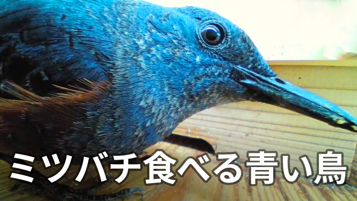 KumaOnji's tweet photo. 日本蜜蜂の巣箱にイソヒヨドリがやってきてミツバチを食べている…。
対策動画をアップしました。
https://t.co/uFhiQpxMae

#ニホンミツバチ
#イソヒヨドリ
＃野鳥対策 https://t.co/u3APB4SGHT