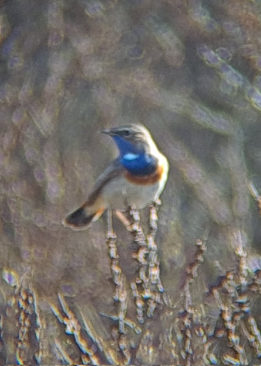 De Blauwborsten zijn terug! Gisteren de eerste tijdens de #Vogelsafari over #Texel. Heerlijk om het geluid van de 'Nachtegaal van het Noorden' weer te horen! @ZEISSBirding @CameraNU_nl