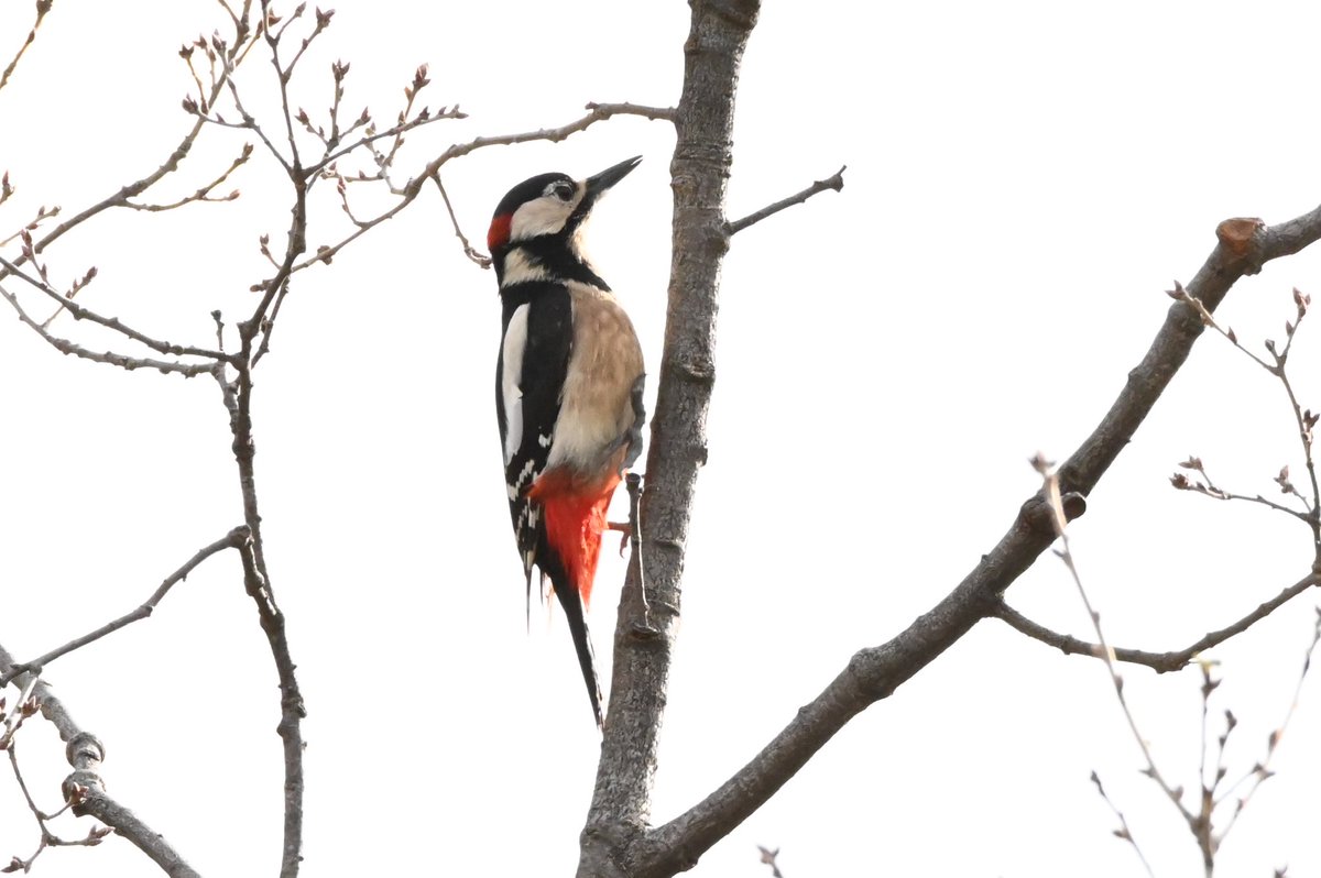 eiheknat's tweet photo. Un mascle de picot garser gros aquest matí. Segurament les millores fotos que mai he pogut fer d’aquest ocell.

🇳🇴  Flaggspett
🇬🇧  Great spotted woodpecker

La Vall d’Ora, Navès, Catalunya, 2023-03-19
@birdcatalunya https://t.co/5t1OuZWK3X