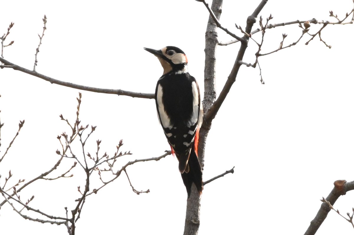 eiheknat's tweet photo. Un mascle de picot garser gros aquest matí. Segurament les millores fotos que mai he pogut fer d’aquest ocell.

🇳🇴  Flaggspett
🇬🇧  Great spotted woodpecker

La Vall d’Ora, Navès, Catalunya, 2023-03-19
@birdcatalunya https://t.co/5t1OuZWK3X