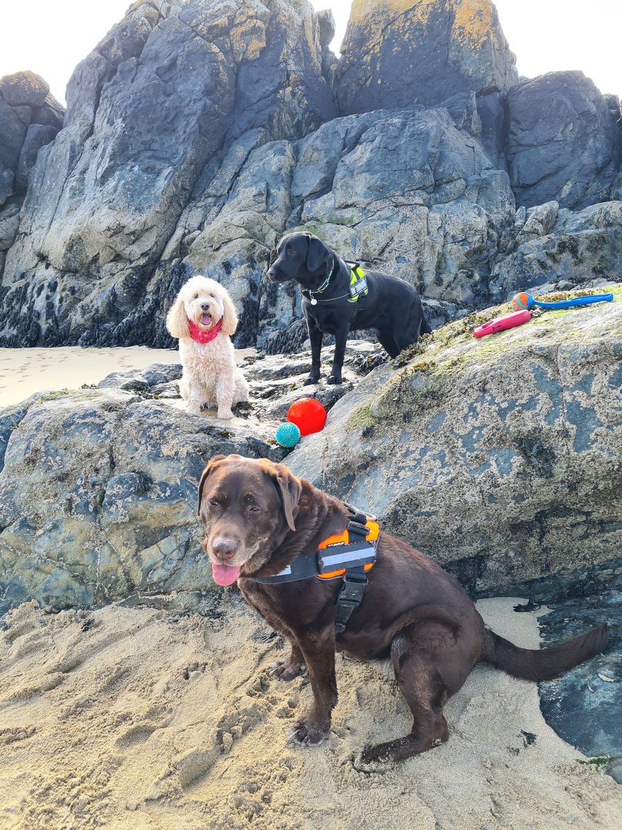 We have been rock pooling on Porthgwidden beach