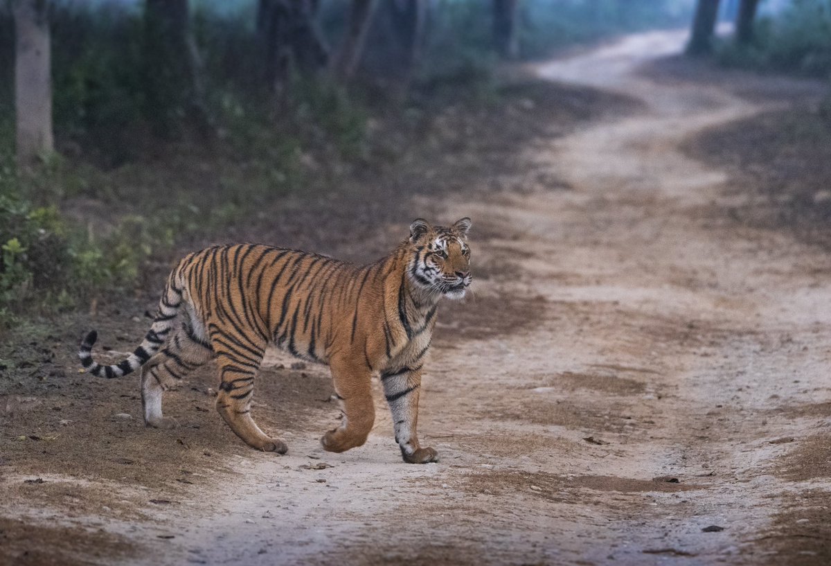 An early morning low light shot in which had to bump up the ISO which caused grains in the picture but i love the frame anyway❣️

#Corbettnationalpark #wildlifeofindia #wildlifephotograhy #tigersofindia