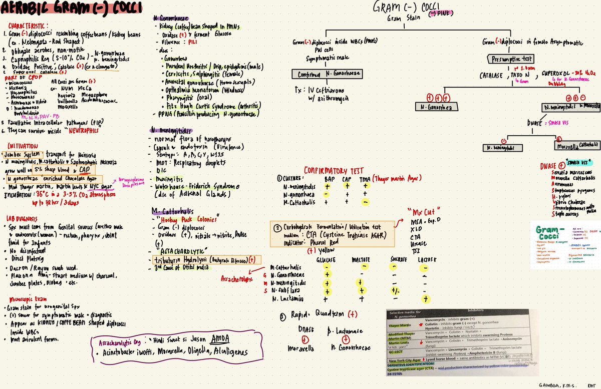 krzgamboa's tweet photo. Hi just wanna share few of my BACTERIOLOGY work up notes!

Goodluck future rmt✨ 
#medtechtwt https://t.co/UBwCFvF74P