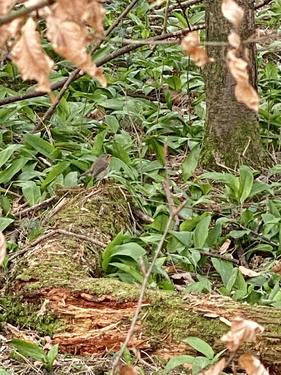 mkleeTnT's tweet photo. Beautiful nature. Being musically accompanied by robins while collecting wild garlic. Spring is coming.
#naturelover #forest #ForestKitchen https://t.co/1b6KFXyb1M