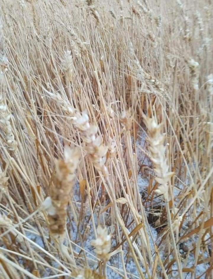 AshokSagarpohri's tweet photo. 🔥इंकलाब💜क्रांतिकारी जय भीम साथियों जौहार 🔥
🌱जिंदाबाद जवानी जिंदाबाद किसानी #At_field 🌿
#AC में बैठने बालो तुम क्या जानो अन्नदाता #किसान का दर्द कभी हर #विभाग में बैठे अधिकारी कर्मचारी खून चूसते तो कभी #सत्ता में बैठी सरकार, और अभी वर्तमान में किसानों के साथ धोका दे रहे हो। https://t.co/QlY8XfJTKl