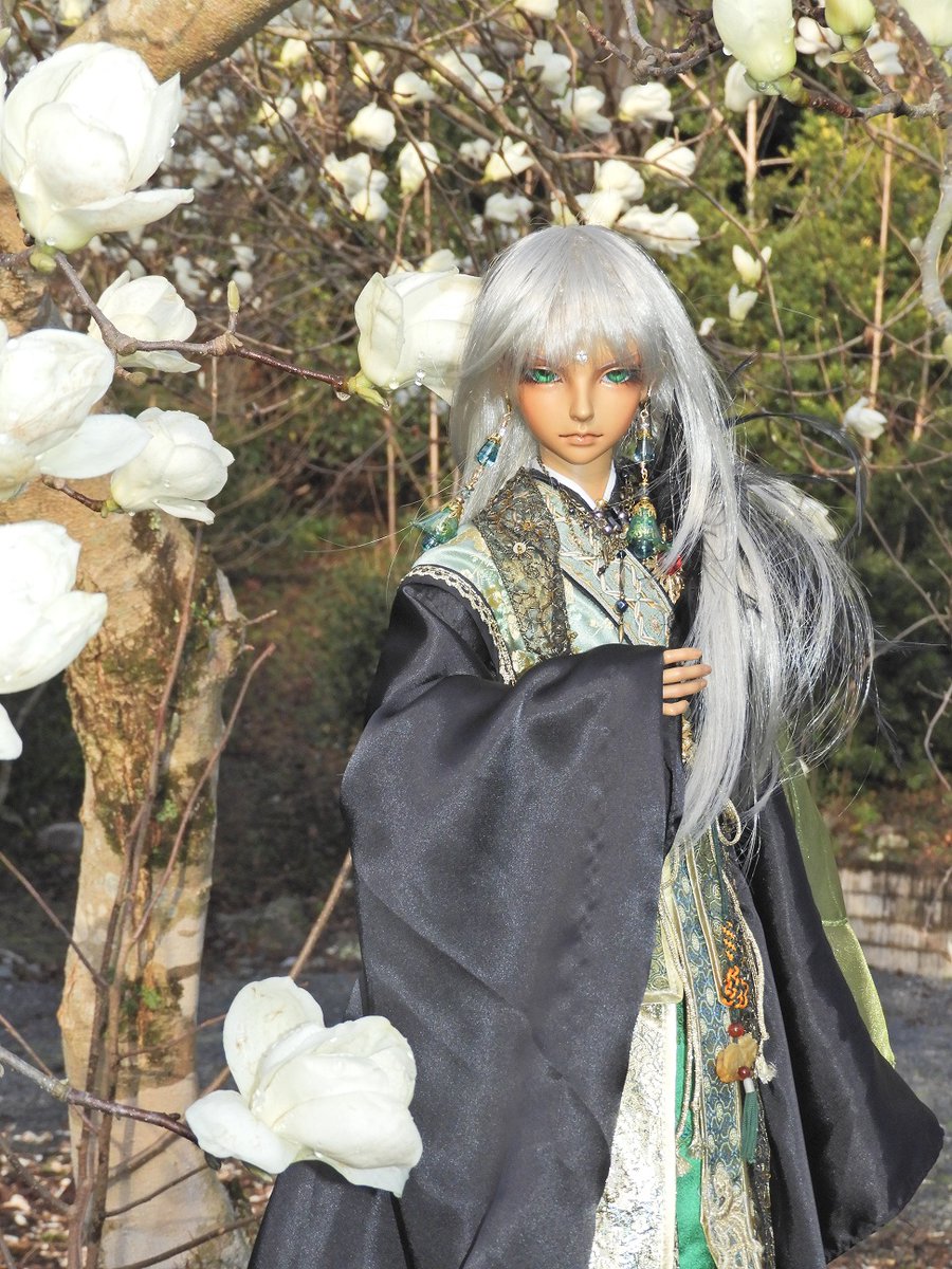 uhouho2009's tweet photo. 本日の撮影:ハクモクレンその1
#LTUS DELF "INCUBUS JACE" Limited https://t.co/t12PH58nyJ