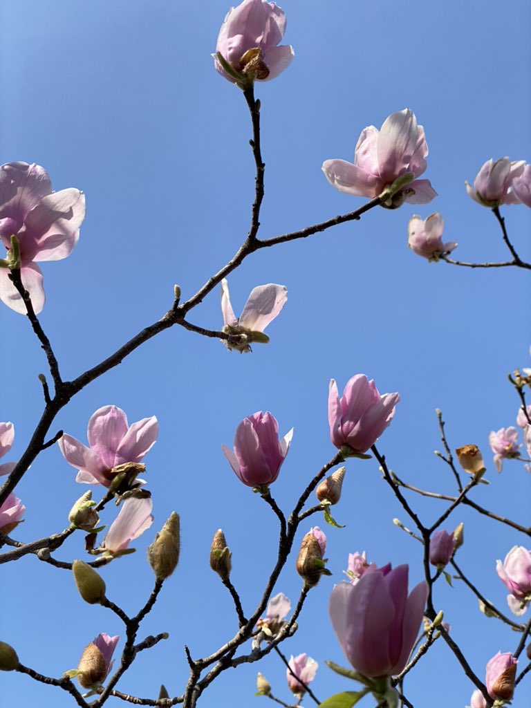 sheg𝓞 ⁷🪞 on Twitter "RT PaniniEveryday “Flowers do bloom even in the falling rain”"