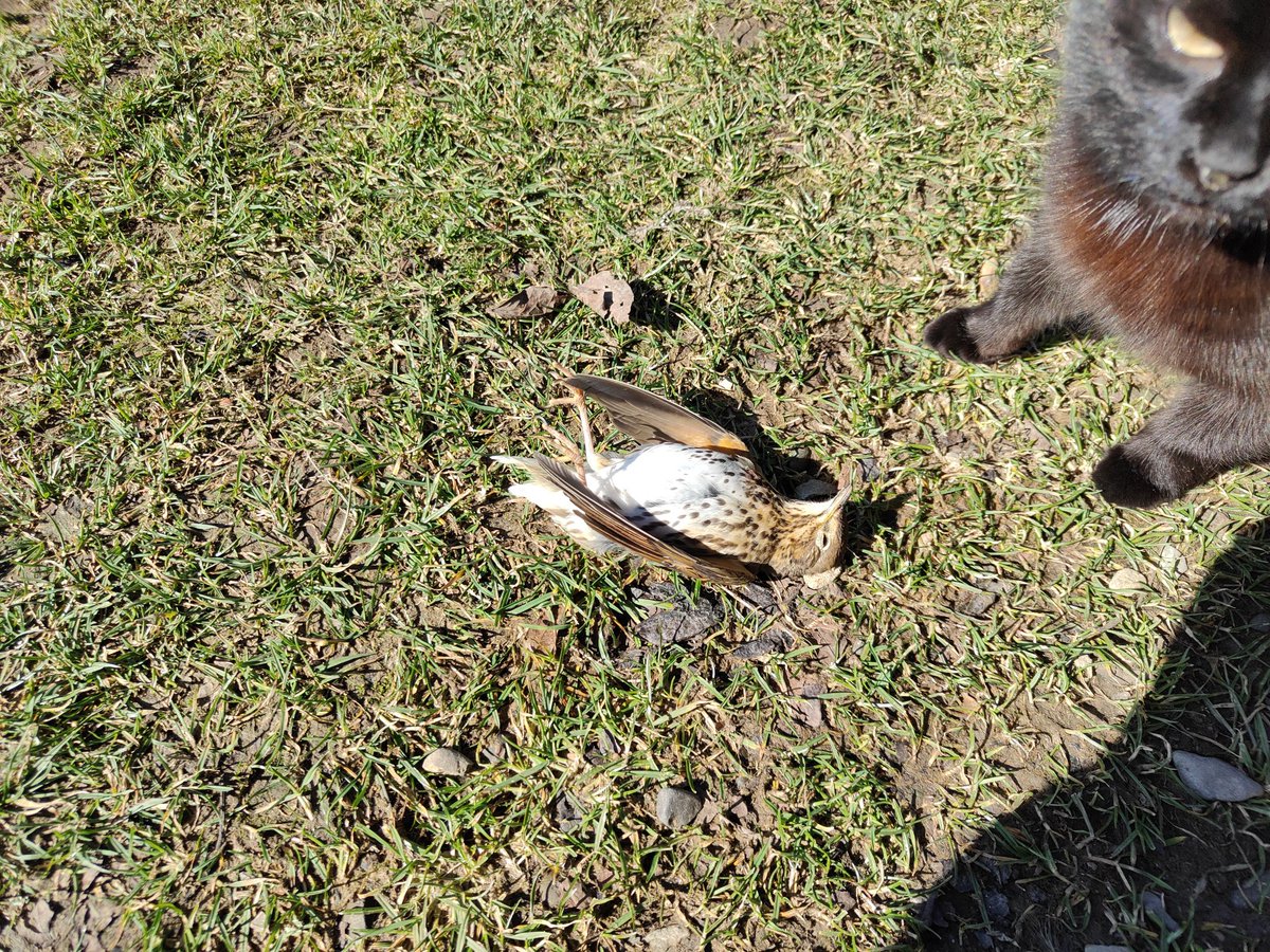 Що це за птаха?