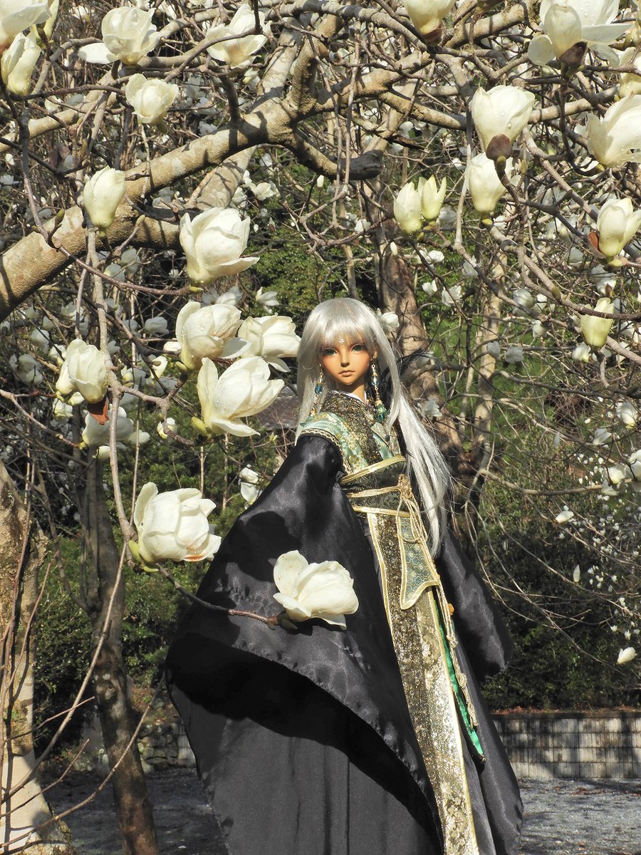 uhouho2009's tweet photo. 本日の撮影:ハクモクレンその1
#LTUS DELF "INCUBUS JACE" Limited https://t.co/t12PH58nyJ