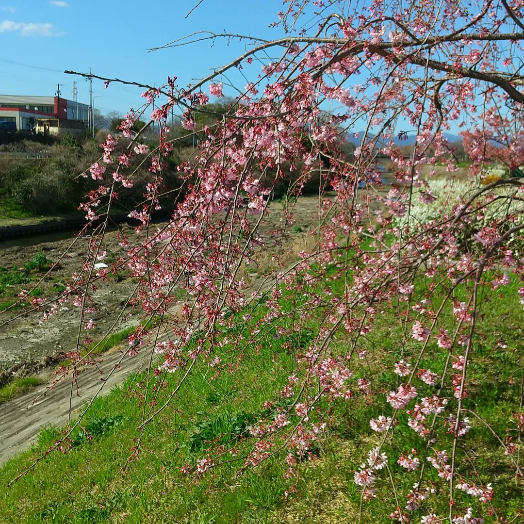 pihla_miki's tweet image. #springinkyoto #springinjapan