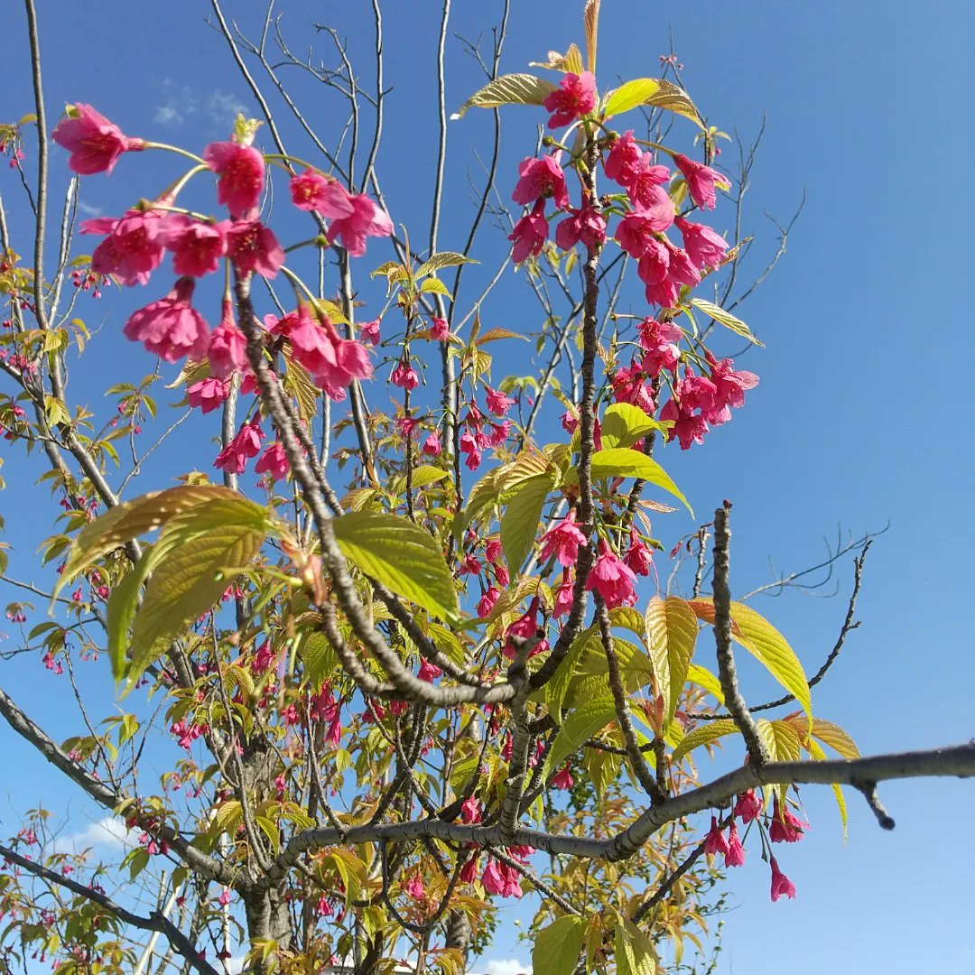 pihla_miki's tweet image. #springinkyoto #springinjapan