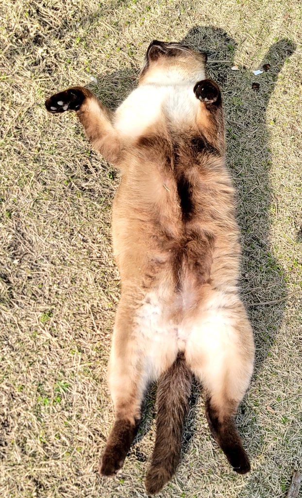 sanamane_'s tweet photo. 連日のファンサにお疲れ気味のクロちゃま。
ヘソ天で数分間、熟睡しておりました😂

いつもみんなに癒しをありがとう🥹🫶

#sanamane
#sanamaneニャンズシリーズ https://t.co/00LPA4PCwV