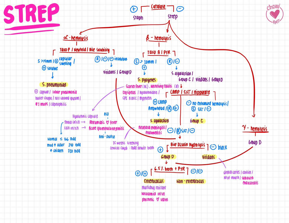 joietoyourworld's tweet image. [BACTE] Walang kamatayang Staph and Strep 🦠