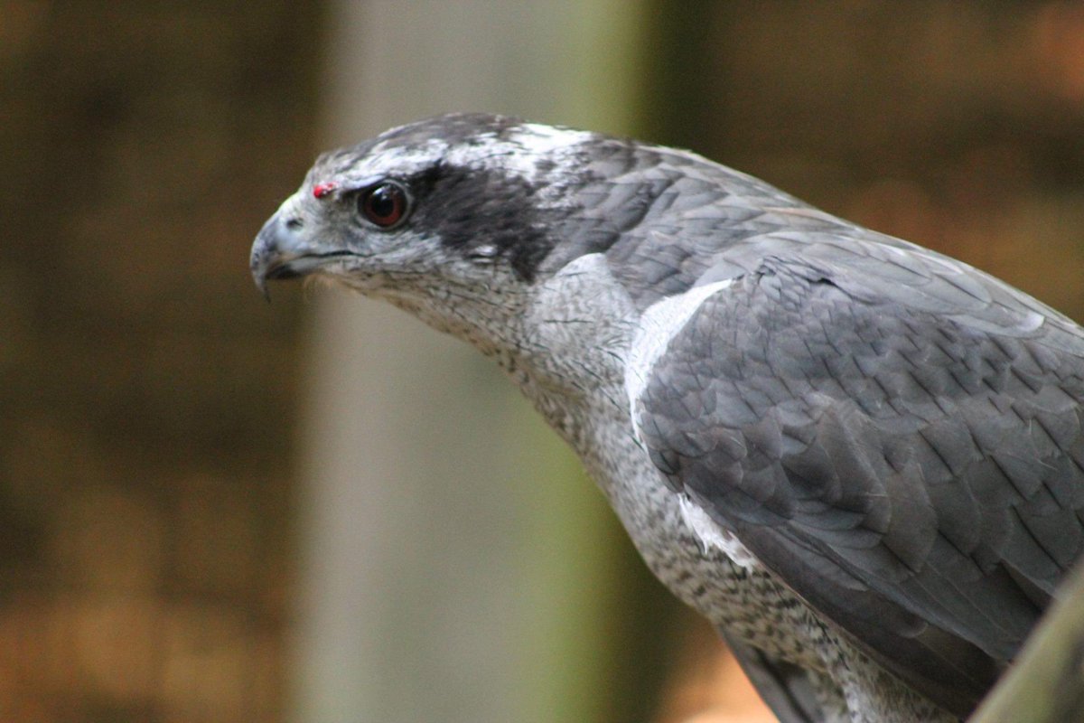 Ashley the Ologist 🦉 tweet media