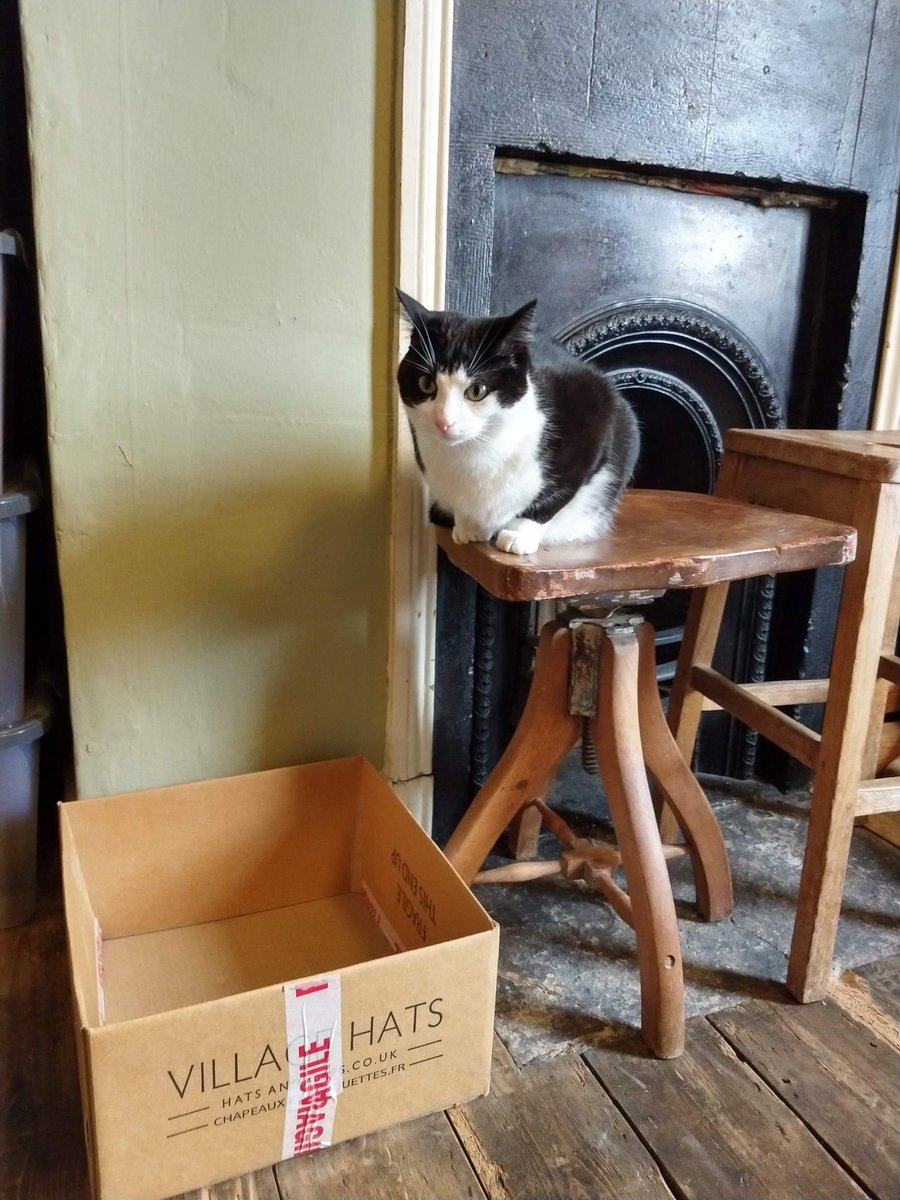 Yes, I know what day it is No, I will not get in that box… Happy Catbox Sunday from Milo!