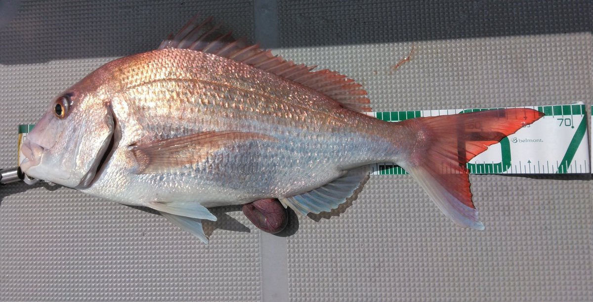 おかP@ルアーフィッシング (@okap_lure_fish) on Twitter photo 