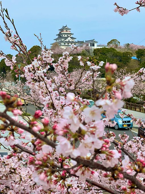 【桜🌸の開花予想日】唐津城3月21日※満開28日（火）鏡山⛰3月21日※満開28日（火）#ユーリonice #yoi #