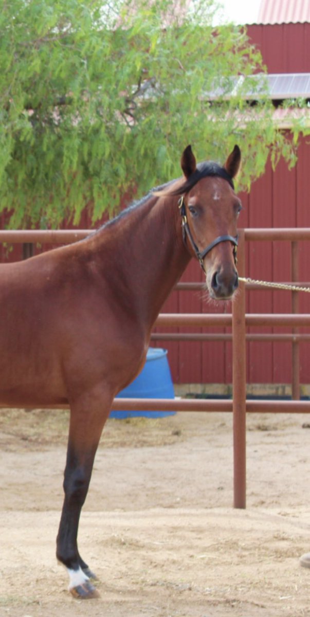 bolnora's tweet photo. @AsbaAust LOT 10 Writteninpaynt - Poster Boy Colt https://t.co/94I4Wu4NVP